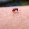 Enhance Comfort with AC Maintenance & Mosquito Control